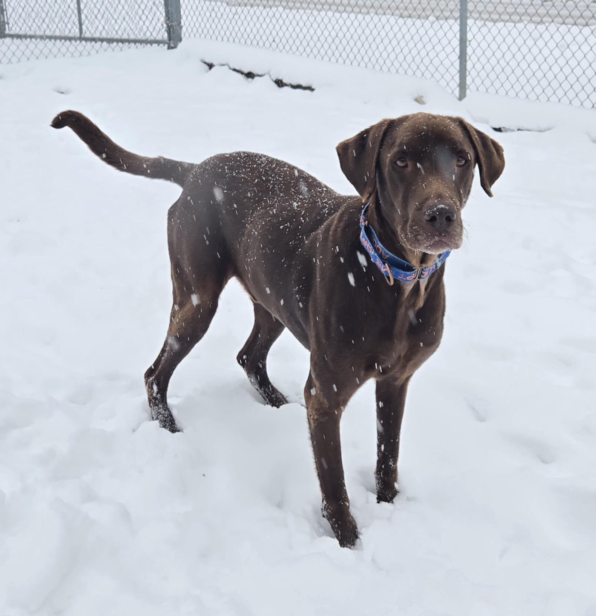 Enlarge Gunner, an adopted mixed breed in Keokuk, IA image 2/6