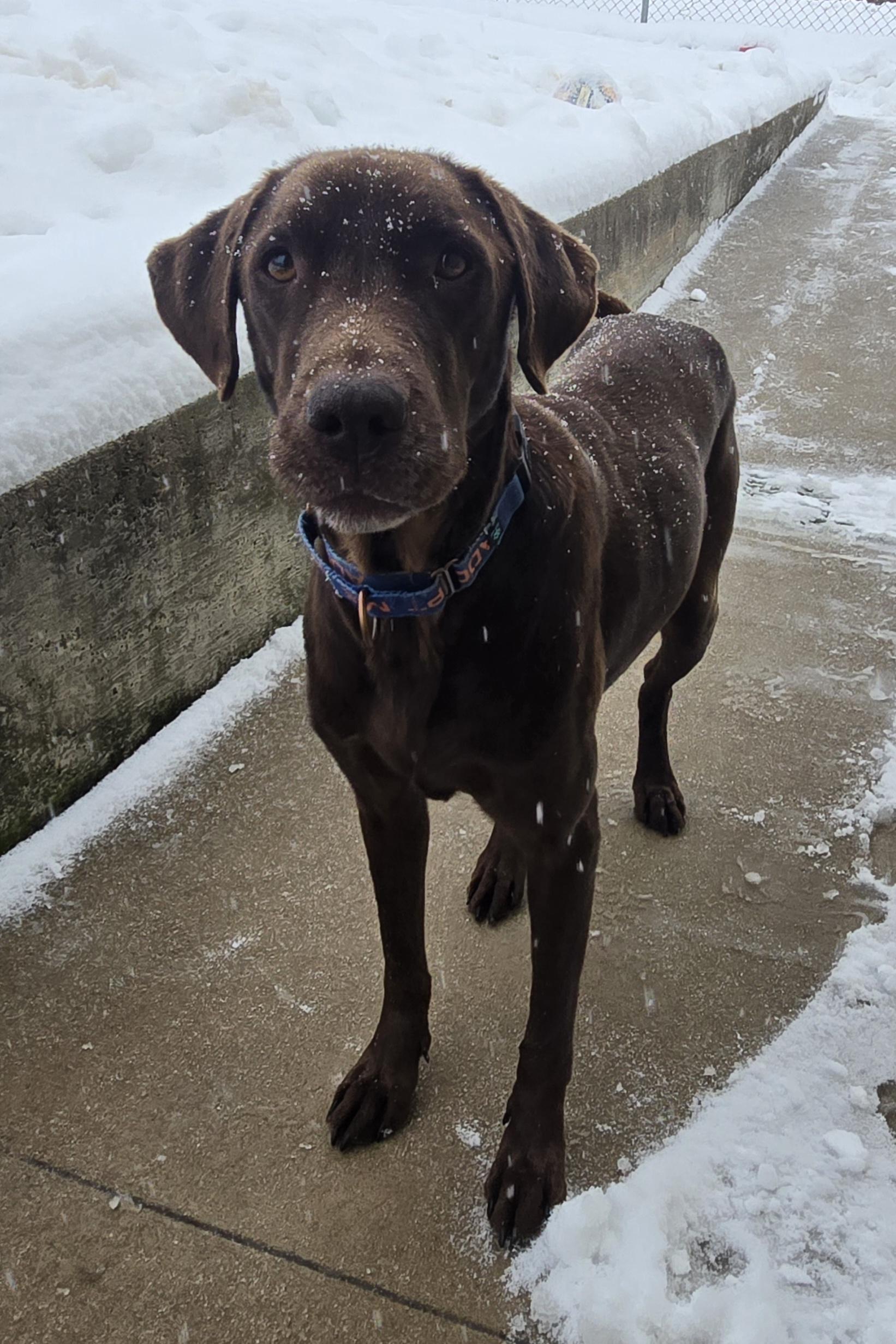 Enlarge Gunner, an adopted mixed breed in Keokuk, IA image 3/6