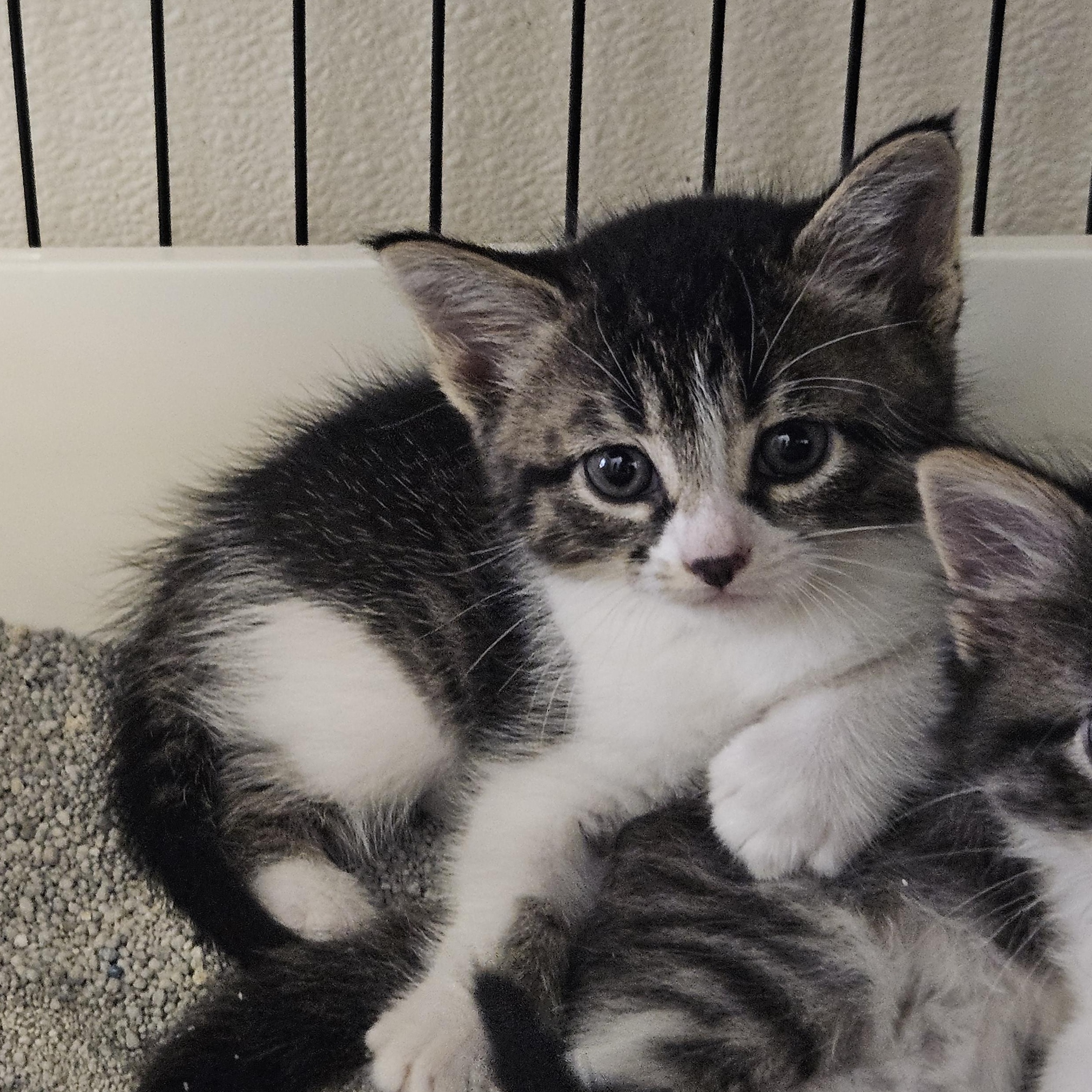 Euro - In Foster