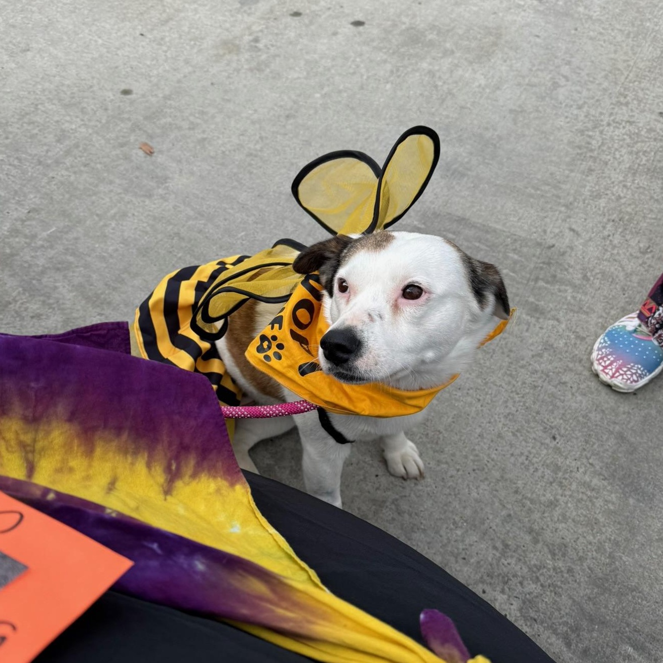 Enlarge Missy, a ADOPTABLE Mixed Breed in Memphis, TN image 6/6