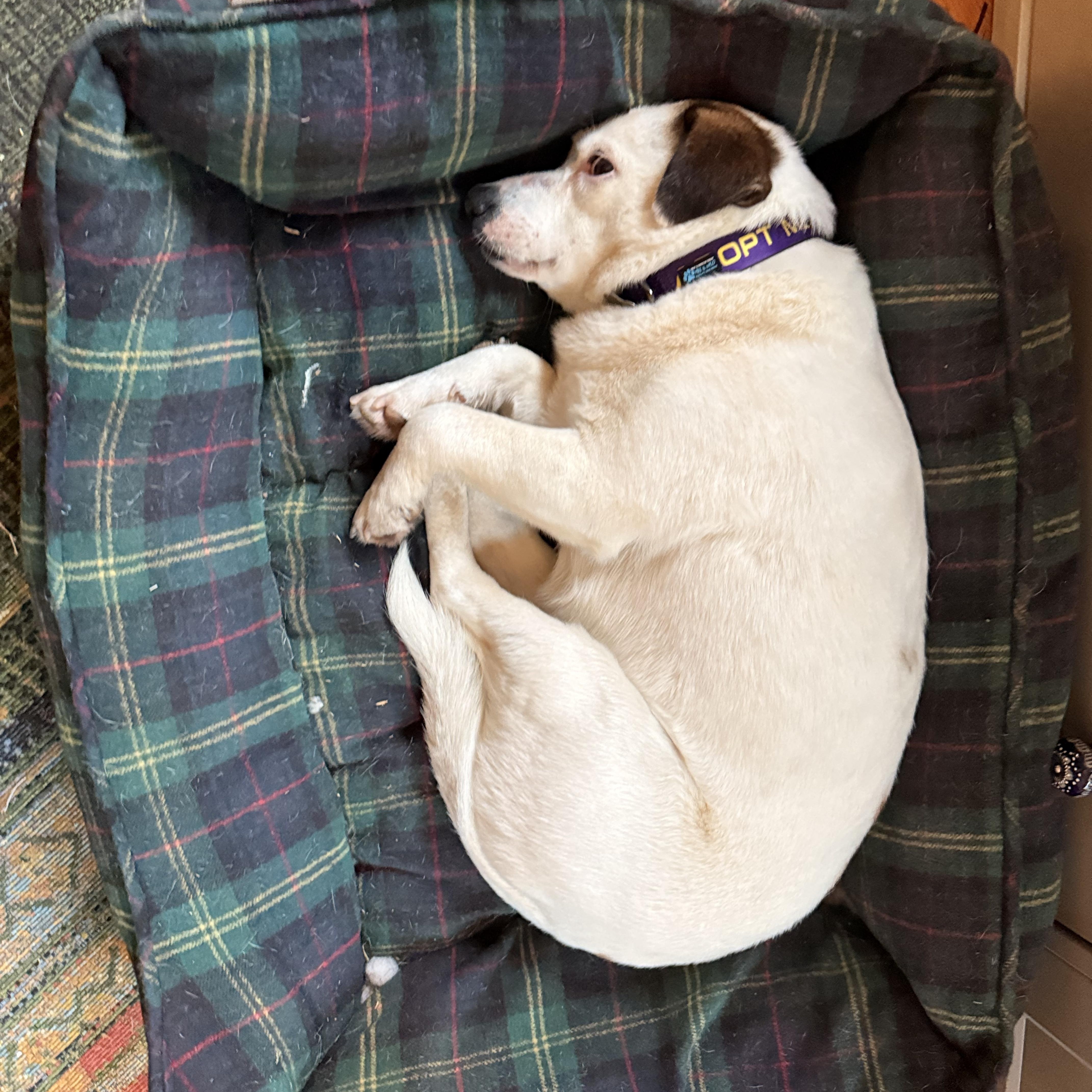 Enlarge Missy, a ADOPTABLE Mixed Breed in Memphis, TN image 2/6