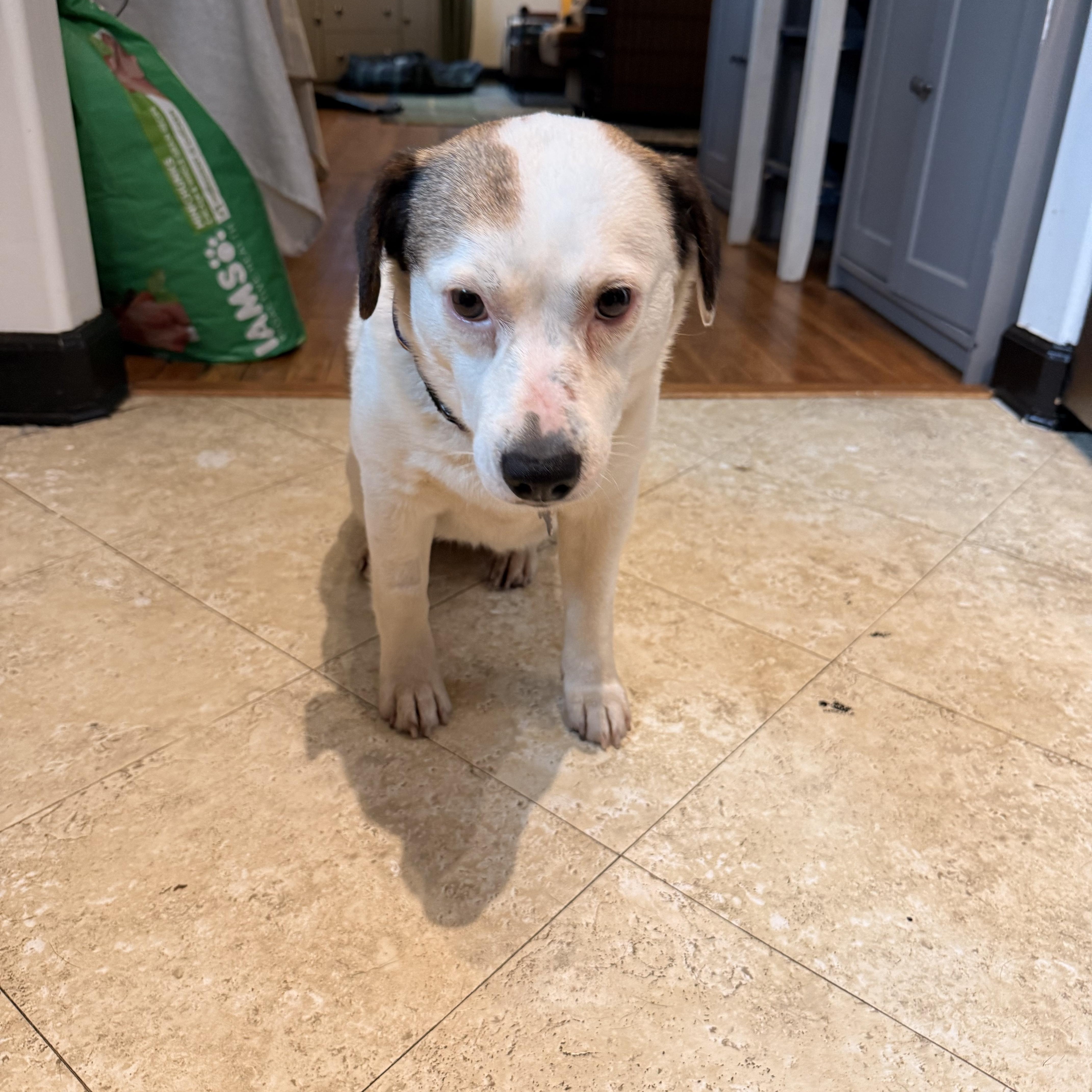 Enlarge Missy, a ADOPTABLE Mixed Breed in Memphis, TN image 4/6