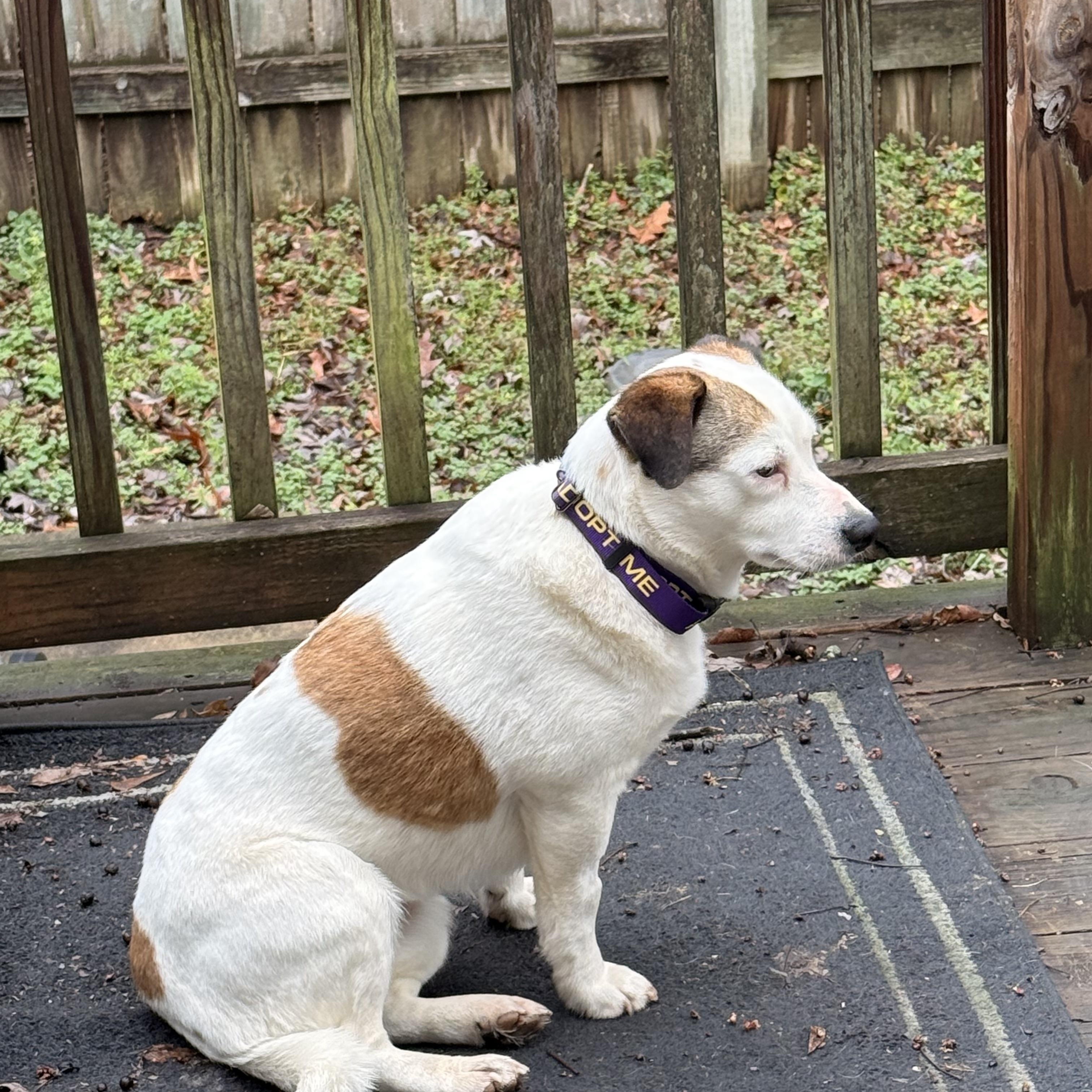 Enlarge Missy, a ADOPTABLE Mixed Breed in Memphis, TN image 6/6