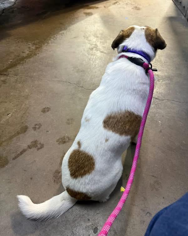 Enlarge Missy, a ADOPTABLE Mixed Breed in Memphis, TN image 5/6