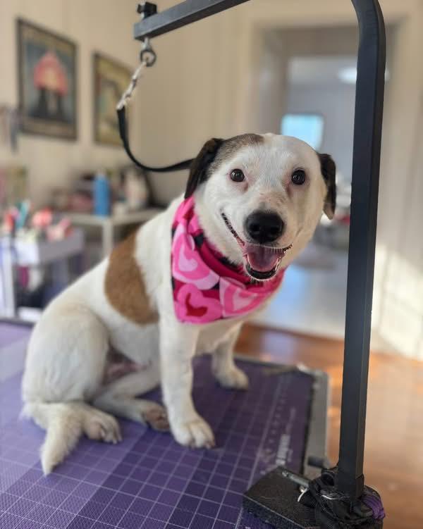 Missy, ADOPTABLE, Young Female Mixed Breed.