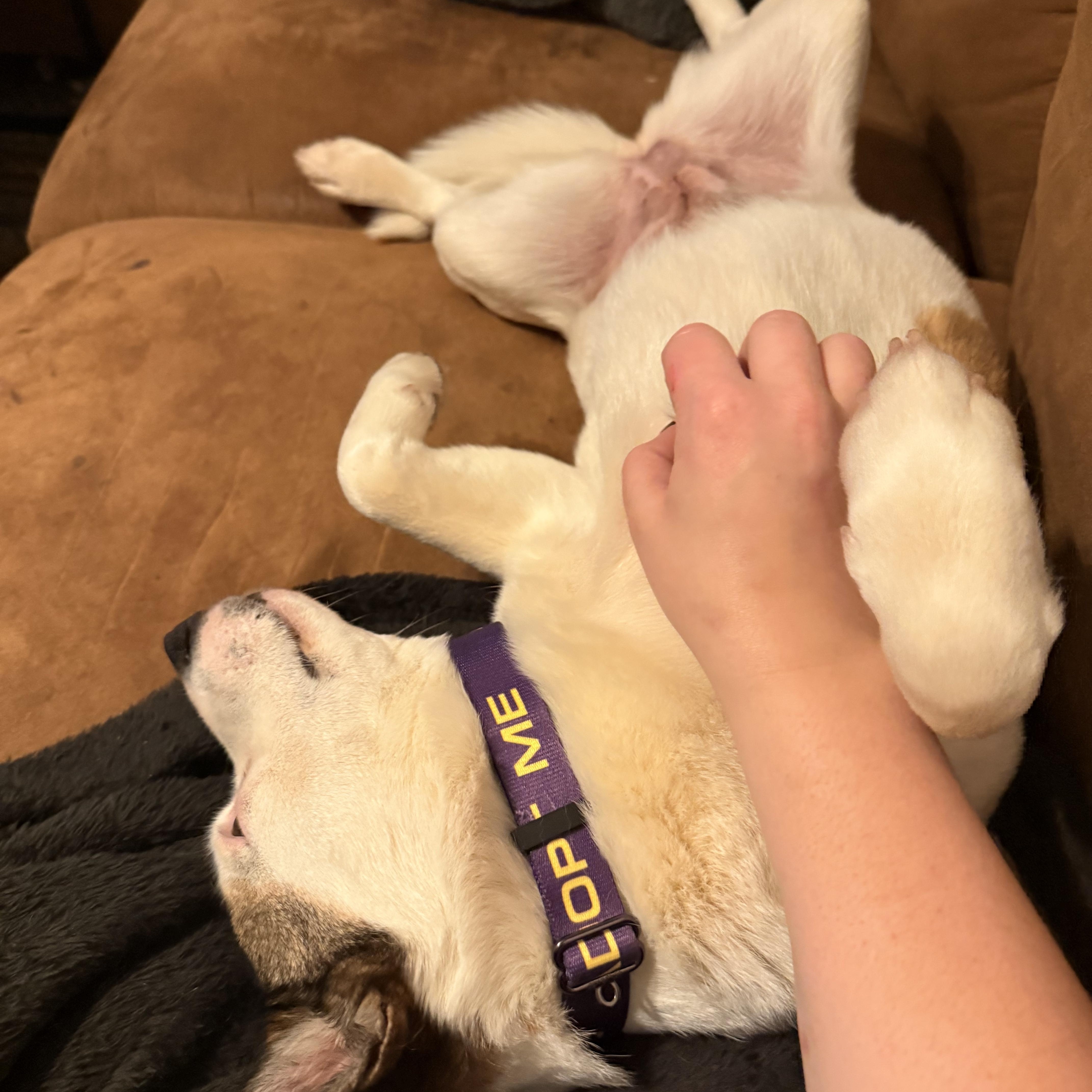 Enlarge Missy, a ADOPTABLE Mixed Breed in Memphis, TN image 3/6