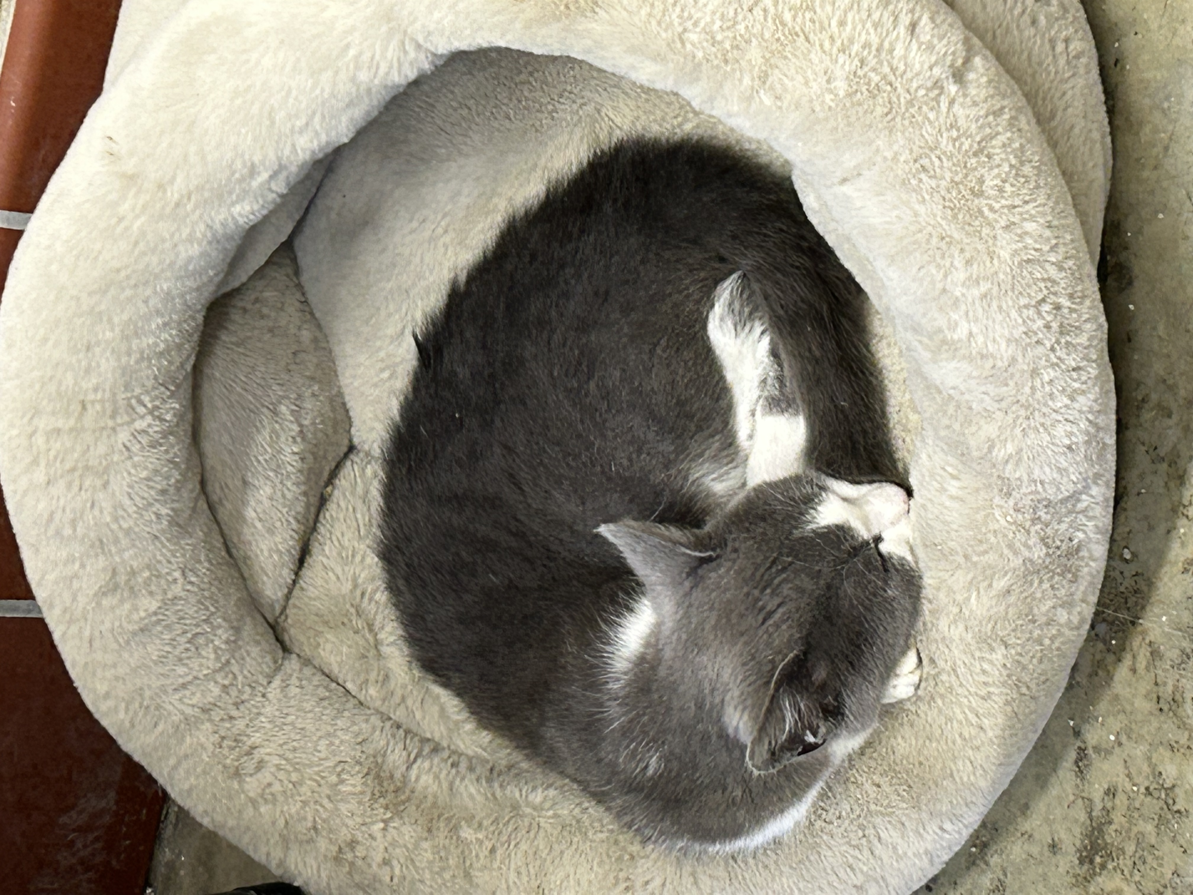 Tippy