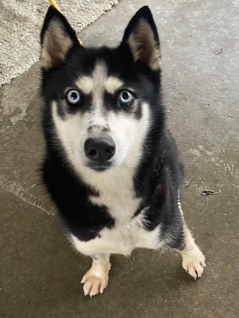 Enlarge Luna, a Adoptable Husky in Swainsboro, GA image 1/2