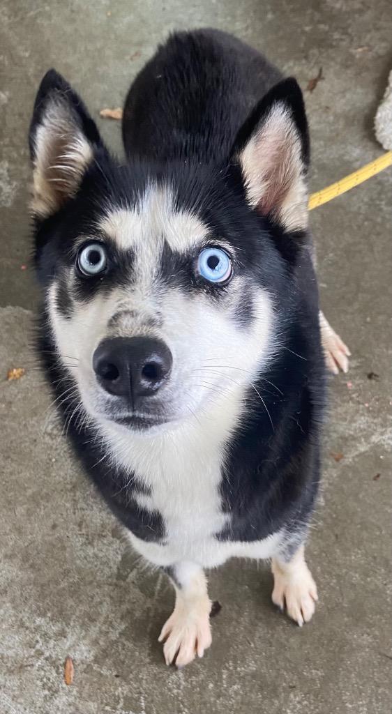 Enlarge Luna, a Adoptable Husky in Swainsboro, GA image 2/2