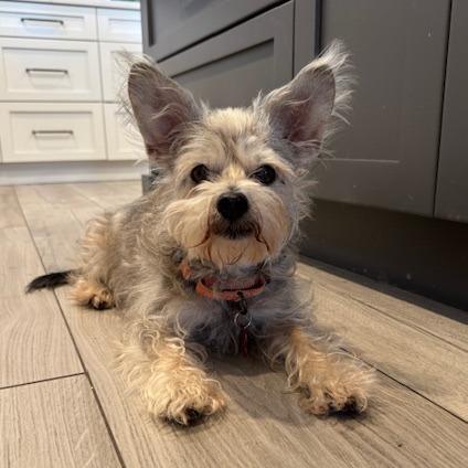 Enlarge Maiya, a Adoptable Schnauzer in Jacksonville, FL image 2/4