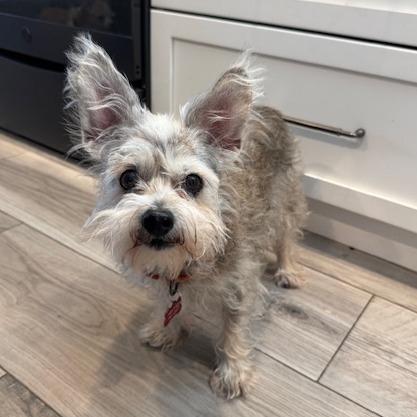 Enlarge Maiya, a Adoptable Schnauzer in Jacksonville, FL image 3/4