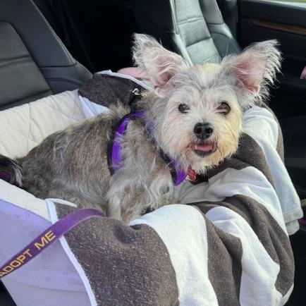 Enlarge Maiya, a Adoptable Schnauzer in Jacksonville, FL image 4/4