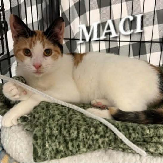 Maci, Adoptable, Young Female Domestic Short Hair.