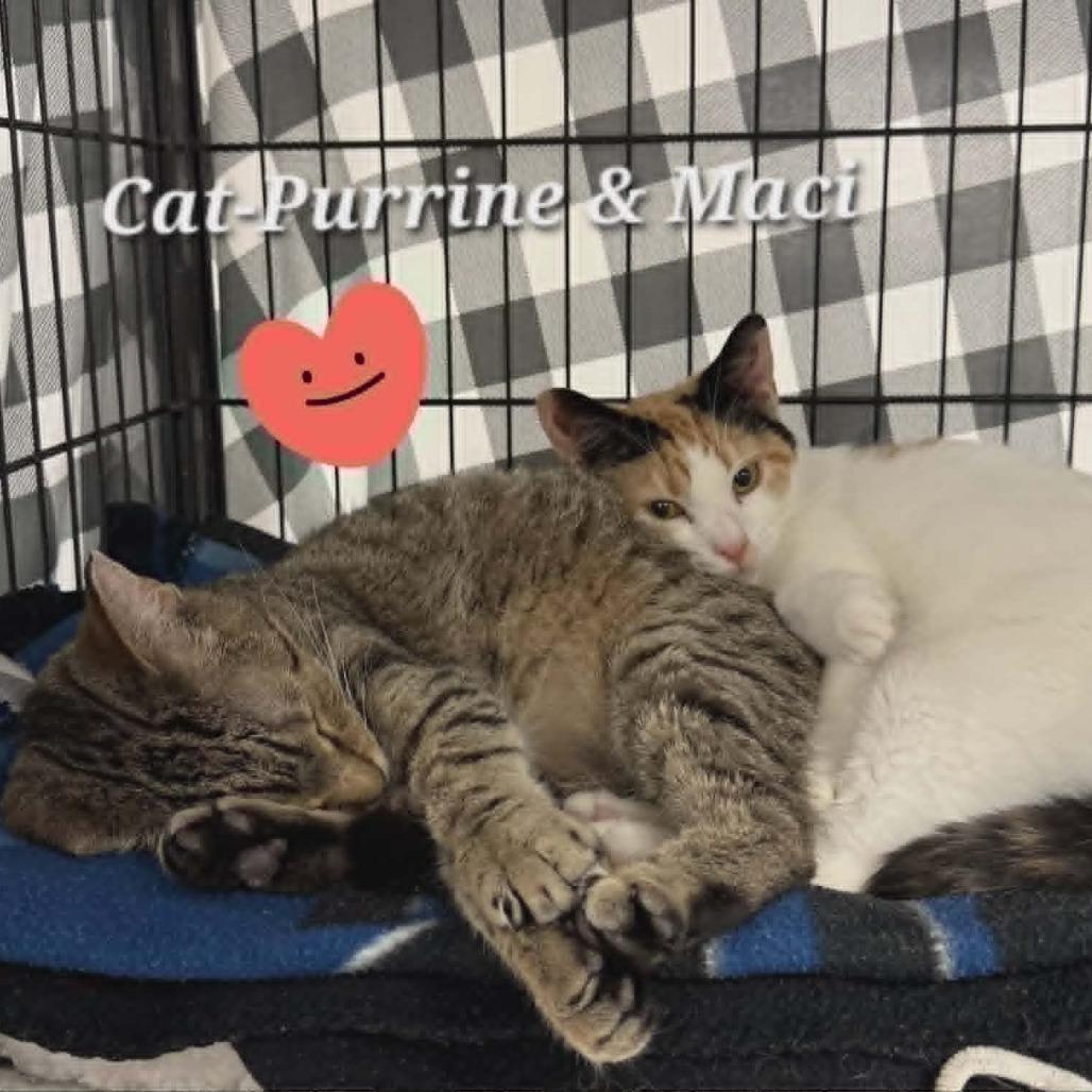 Maci, a Adoptable Domestic Short Hair in Richmond, IN image 2/2