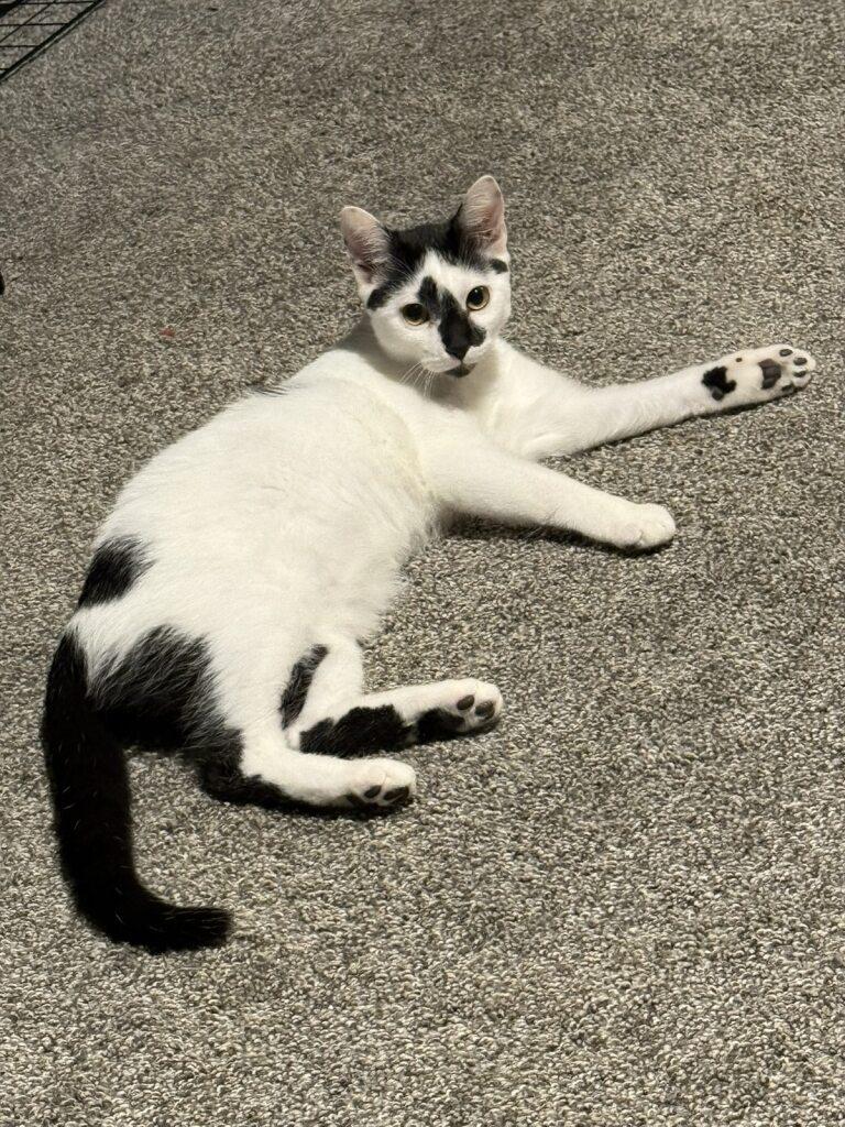 Enlarge Go With The Flo, a Adoptable Domestic Short Hair in Onalaska, WI image 5/5