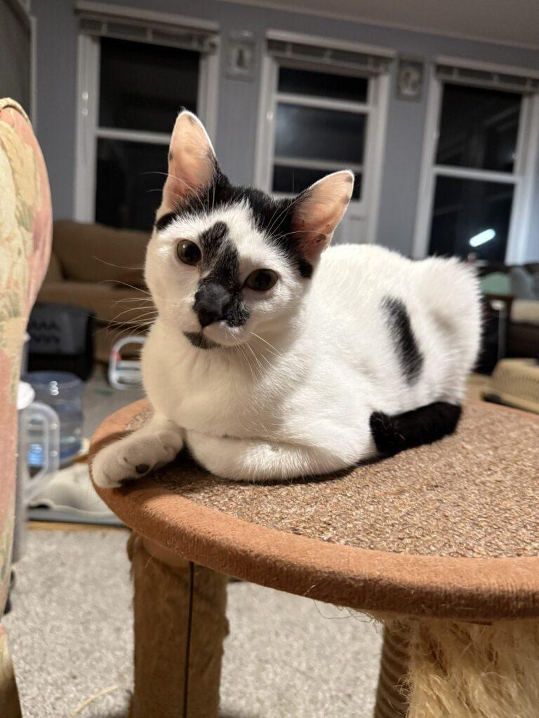 Enlarge Go With The Flo, a Adoptable Domestic Short Hair in Onalaska, WI image 1/5