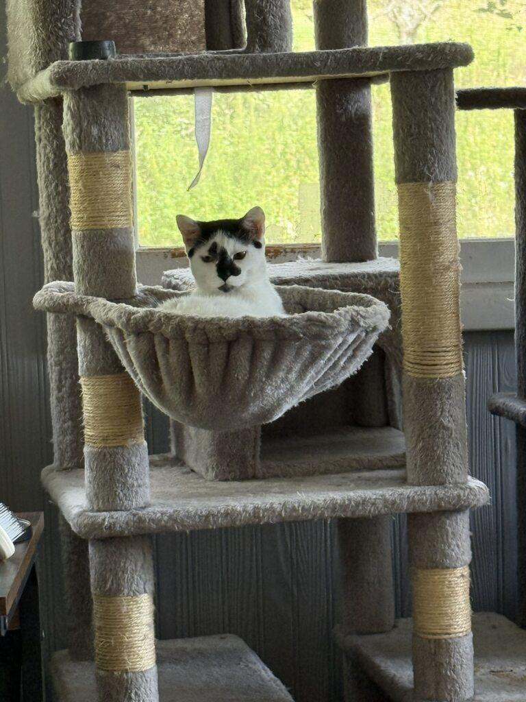 Enlarge Go With The Flo, a Adoptable Domestic Short Hair in Onalaska, WI image 2/5