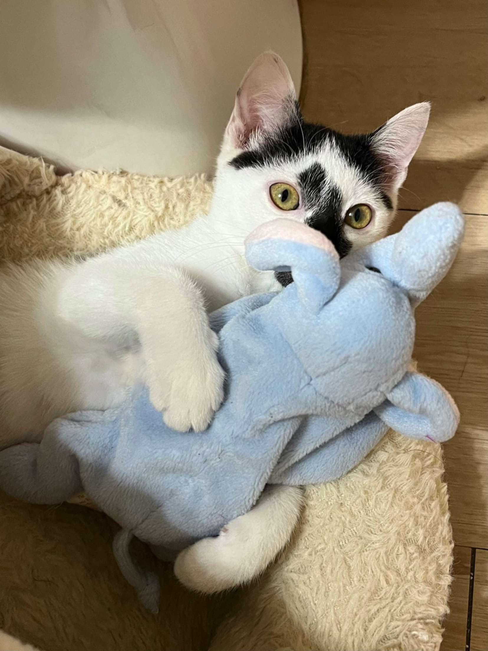 Enlarge Go With The Flo, a Adoptable Domestic Short Hair in Onalaska, WI image 4/5