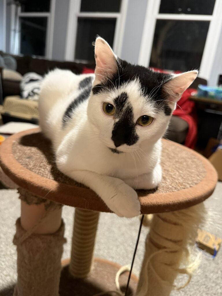 Enlarge Go With The Flo, a Adoptable Domestic Short Hair in Onalaska, WI image 3/5