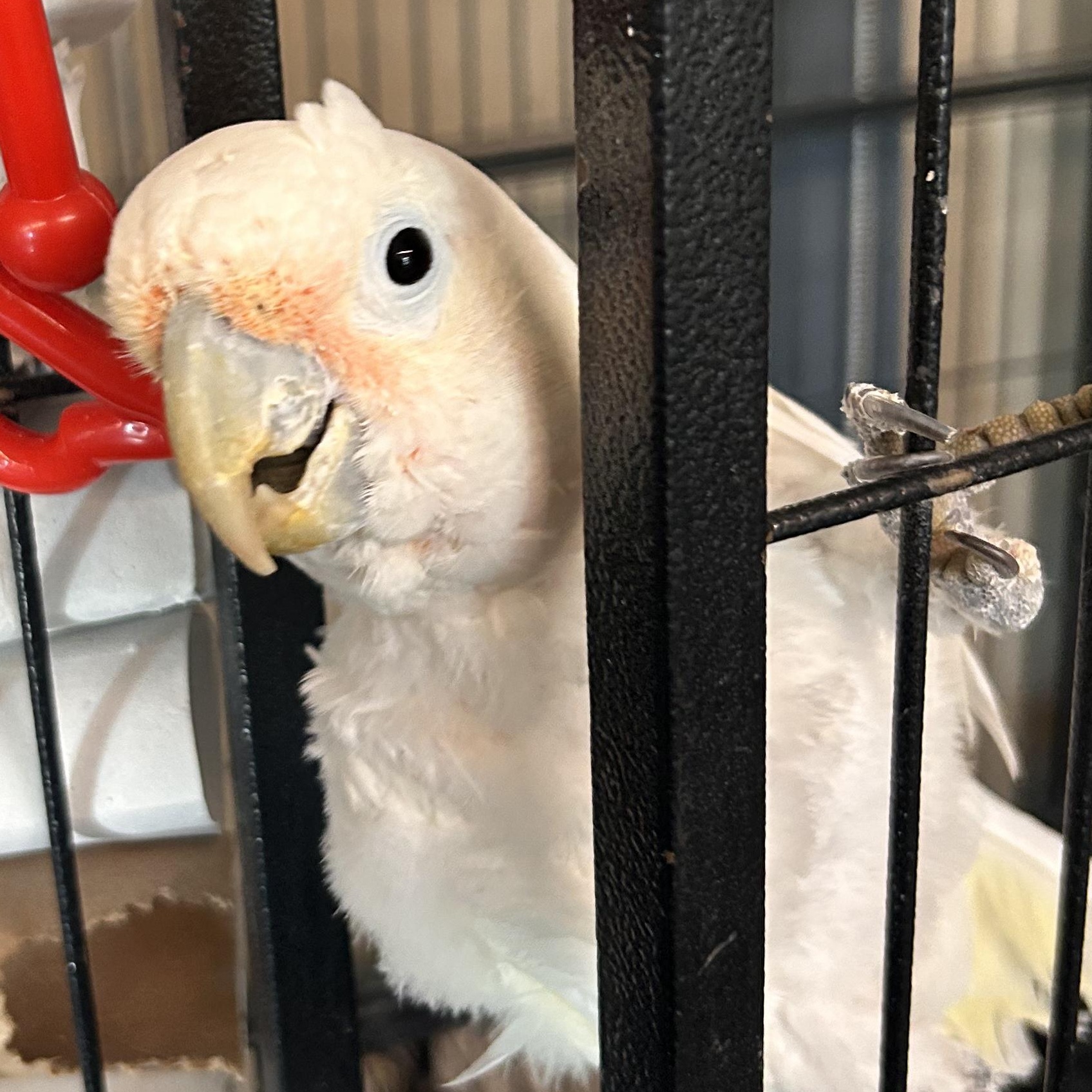 Enlarge Josephine, a Adoptable Cockatoo in Warwick, RI image 3/4