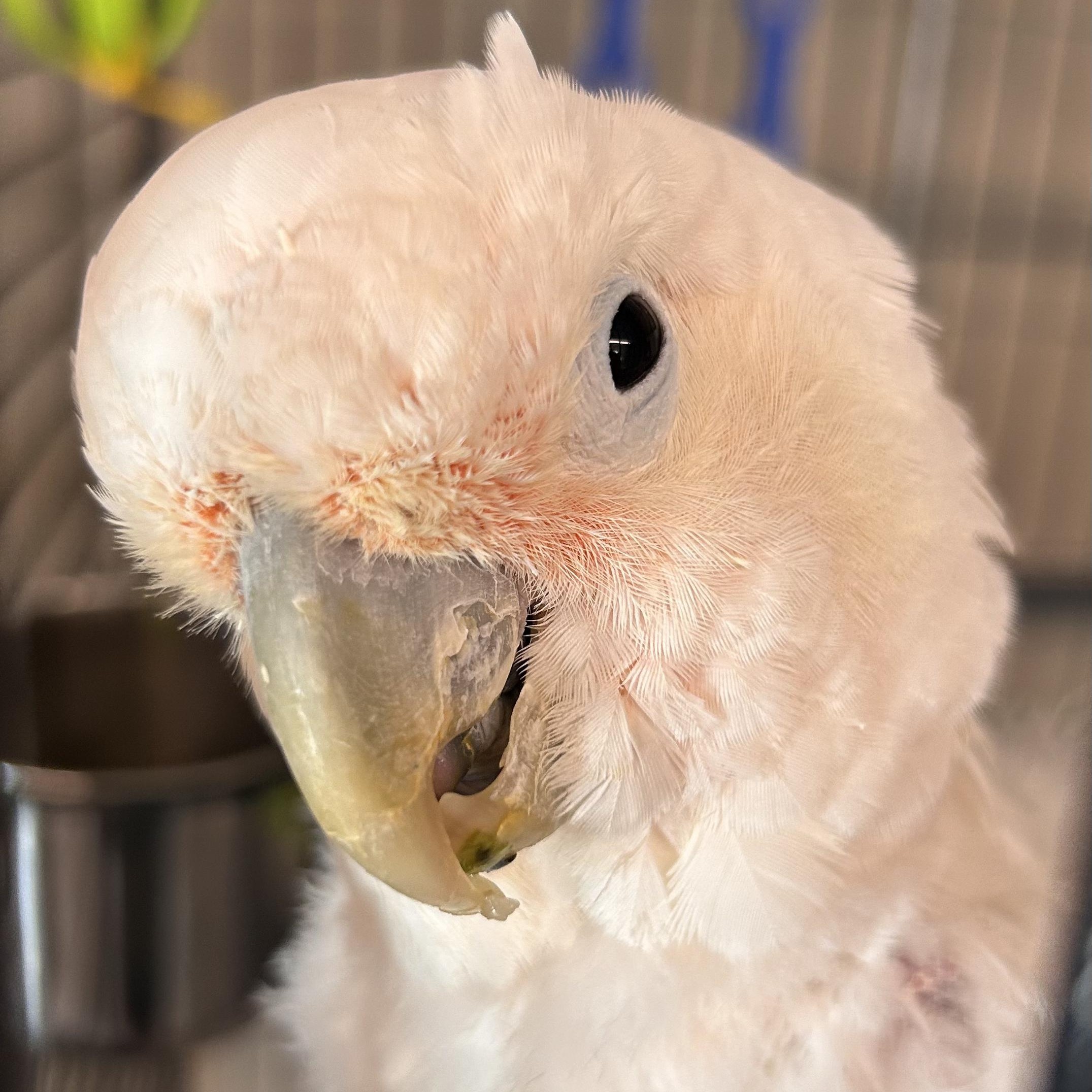 Enlarge Josephine, a Adoptable Cockatoo in Warwick, RI image 1/4