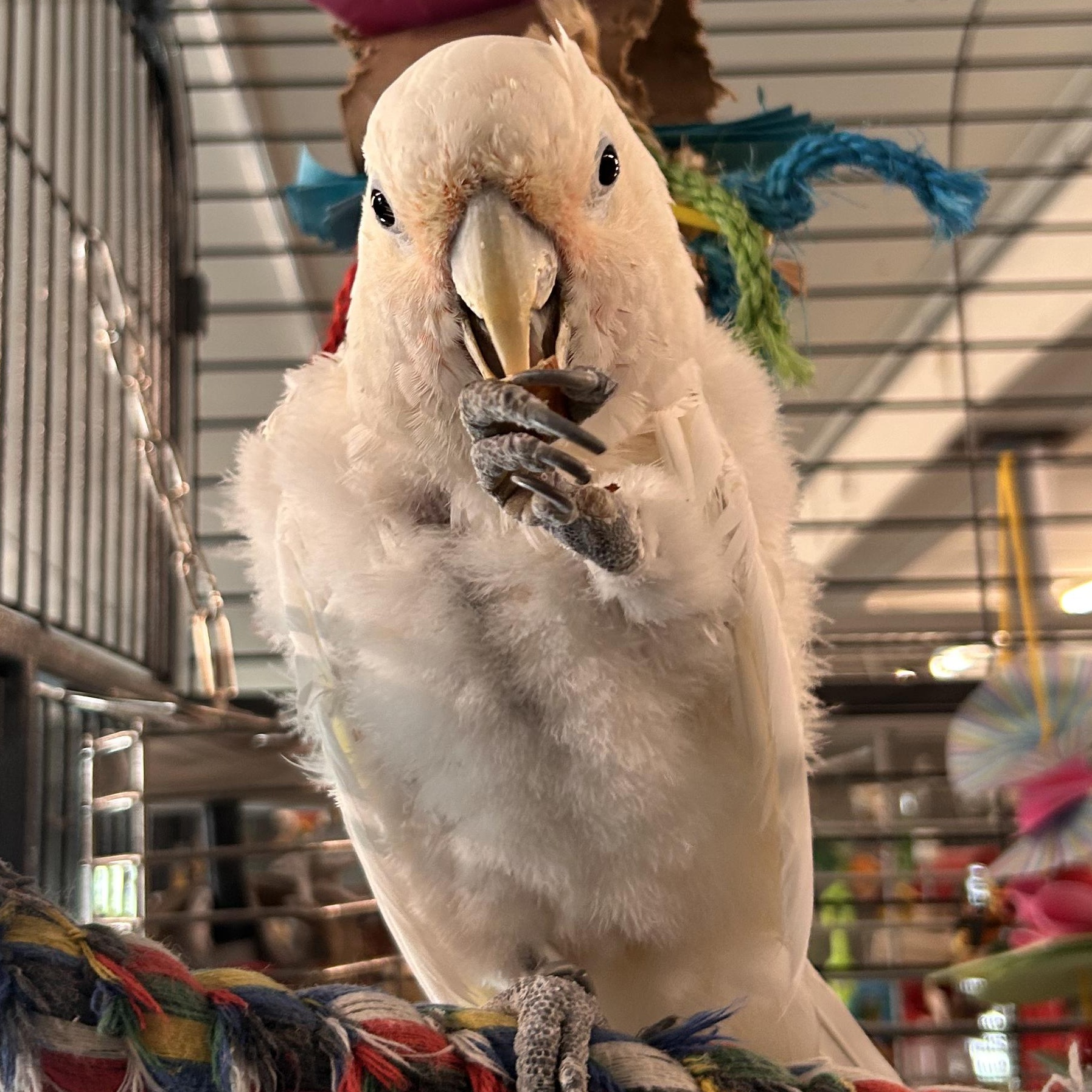Enlarge Josephine, a Adoptable Cockatoo in Warwick, RI image 4/4