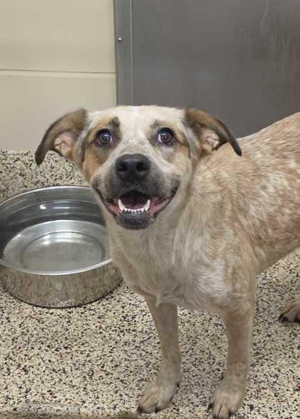 Enlarge Sandra Dee 64555, a Adoptable mixed breed in Aiken, SC image 1/1