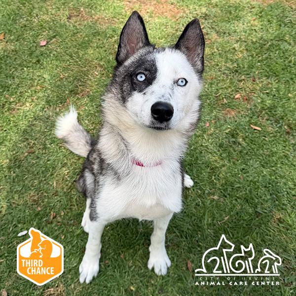Enlarge ELPHABA, a Adoptable Siberian Husky in Irvine, CA image 1/1