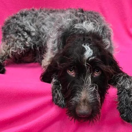 Nina (Greenville, Michigan), Adoptable, Adult Female German Wirehaired Pointer & German Wirehaired Pointer.