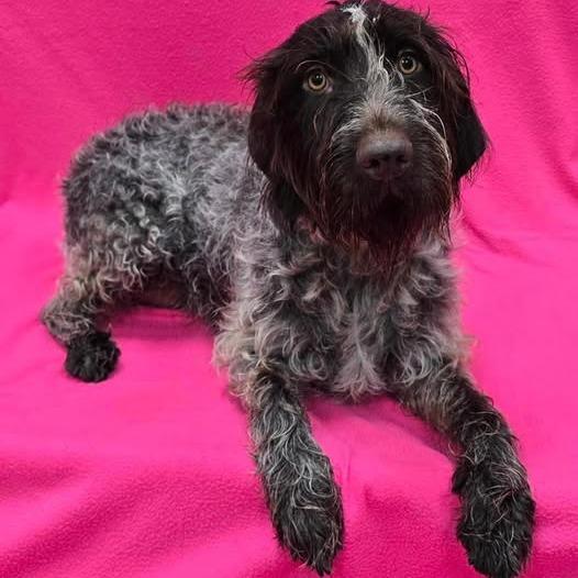 Nina (Greenville, Michigan), a Adoptable mixed breed in Santa Rosa, CA image 2/2