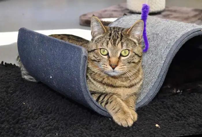 Enlarge Chunk, a ADOPTABLE Domestic Short Hair in Coupeville, WA image 3/4