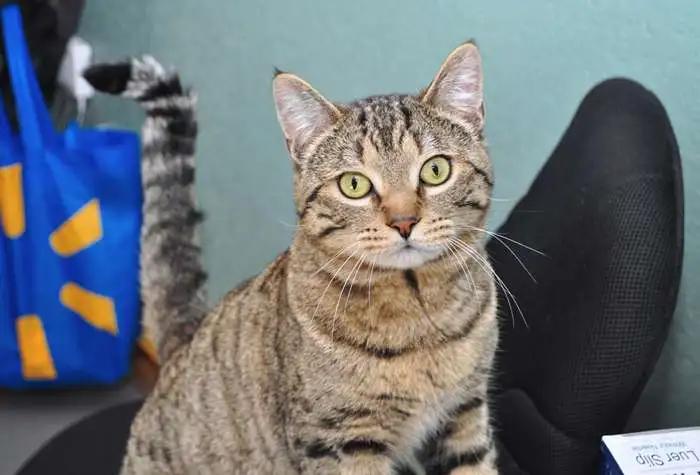 Chunk, ADOPTABLE, Adult Male Domestic Short Hair.