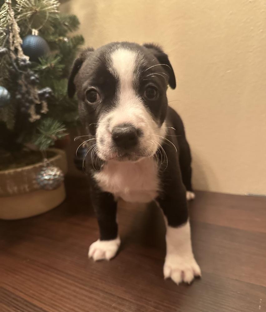 Maxine, Adoptable, Puppy Female Pit Bull Terrier & Mixed Breed.