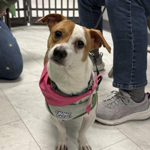 Blade, Adoptable, Young Male Mixed Breed.