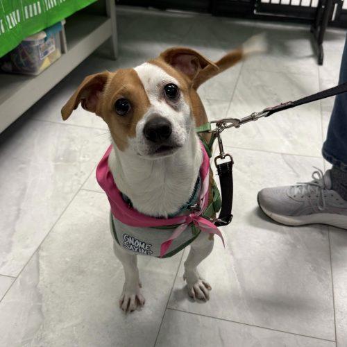 Enlarge Blade, a Adoptable mixed breed in Toms River, NJ image 2/5