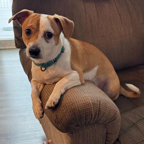 Enlarge Blade, a Adoptable mixed breed in Toms River, NJ image 4/5