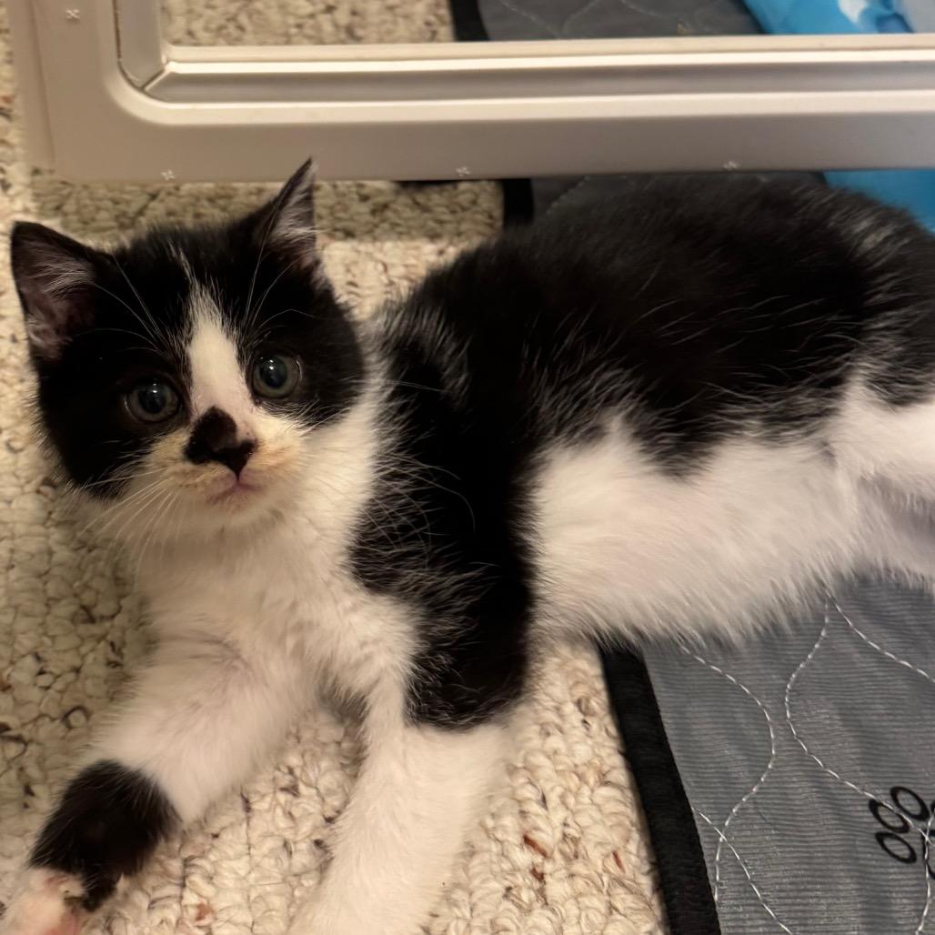 Maizey, Adoptable, Kitten Female Domestic Short Hair.