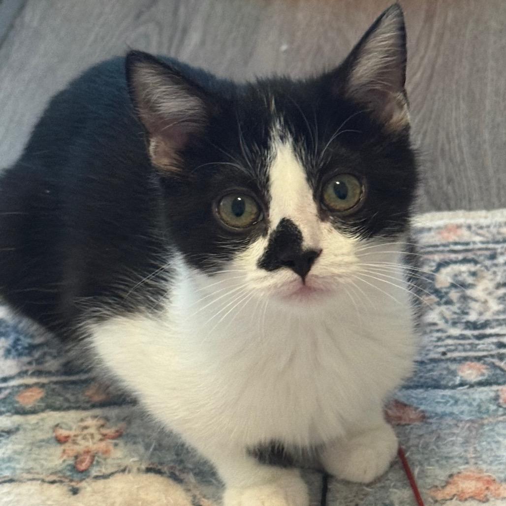 Enlarge Maizey, a Adoptable Domestic Short Hair in Frederick, MD image 2/5