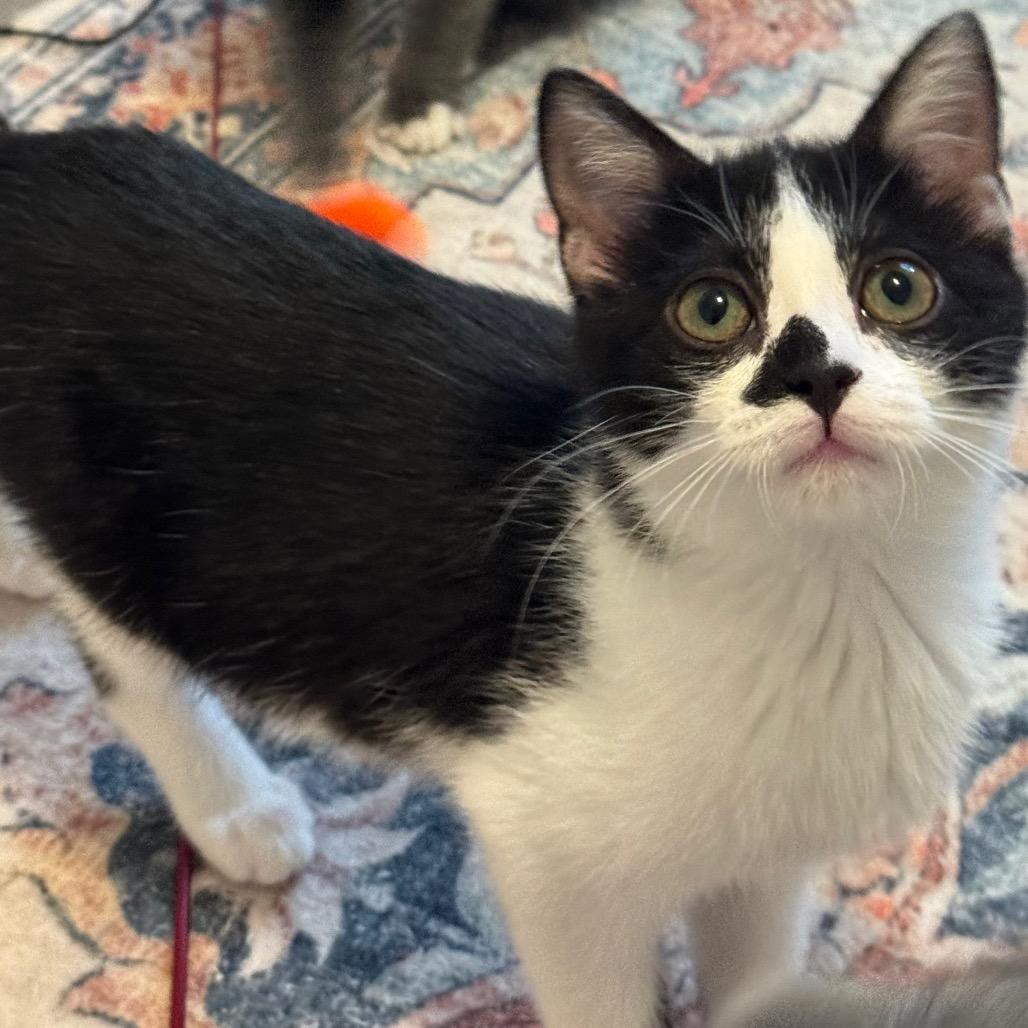 Enlarge Maizey, a Adoptable Domestic Short Hair in Frederick, MD image 3/5