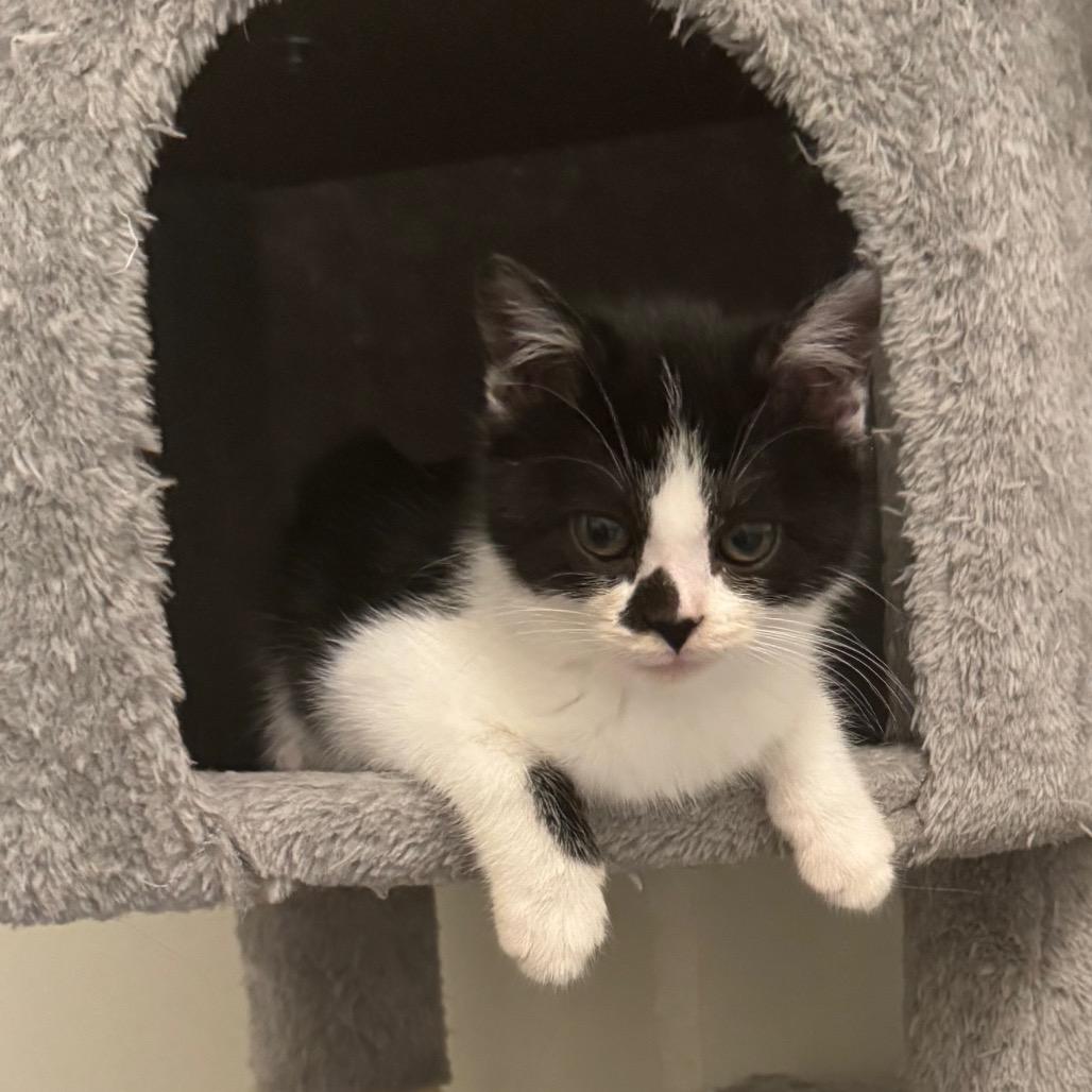 Enlarge Maizey, a Adoptable Domestic Short Hair in Frederick, MD image 4/5