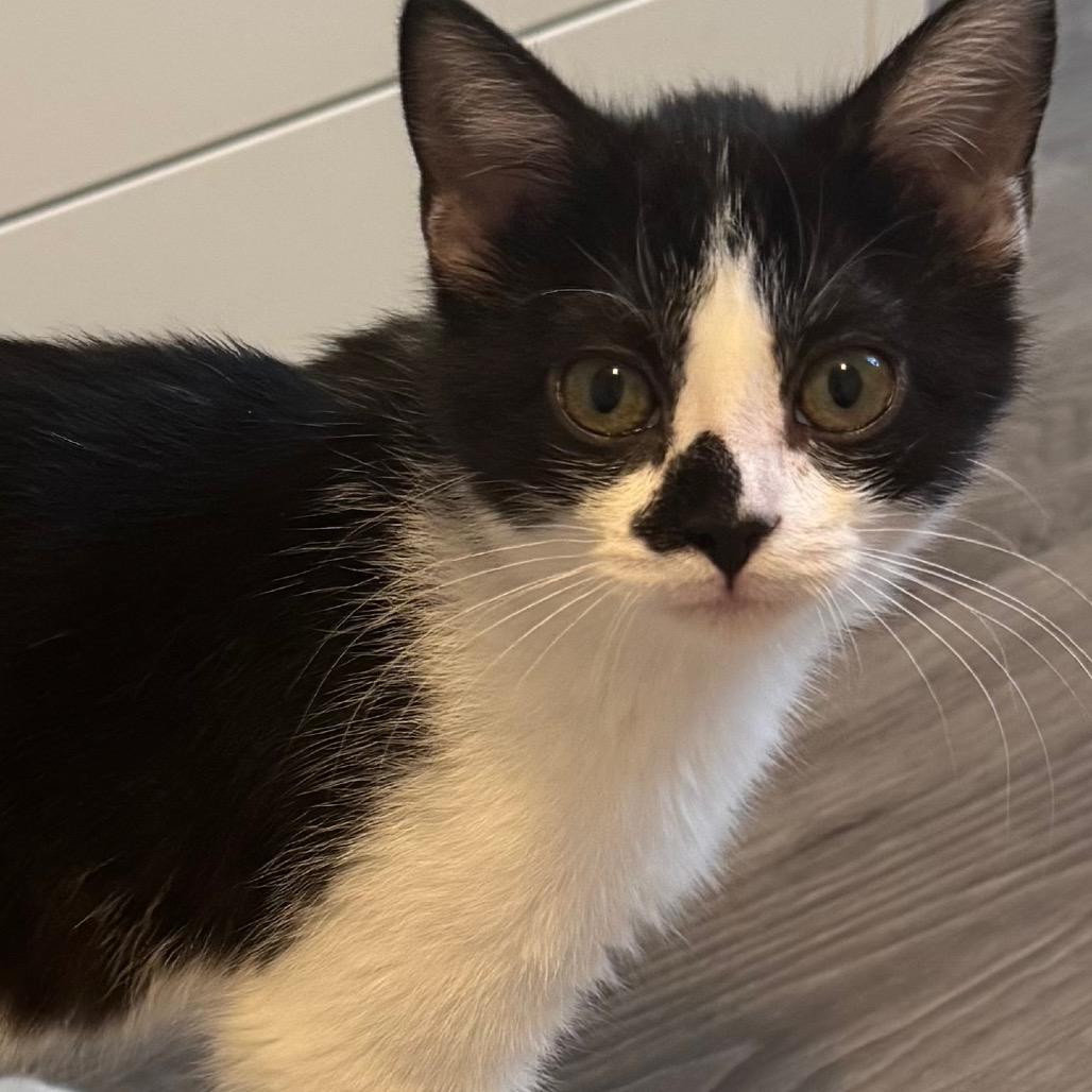 Enlarge Maizey, a Adoptable Domestic Short Hair in Frederick, MD image 5/5