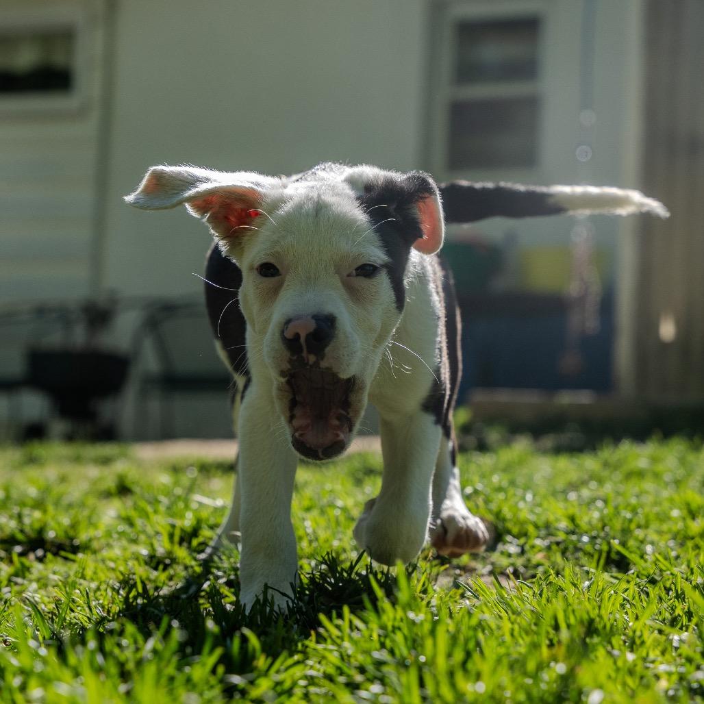 Enlarge Rolls, a Adoptable mixed breed in Pawling, NY image 1/6