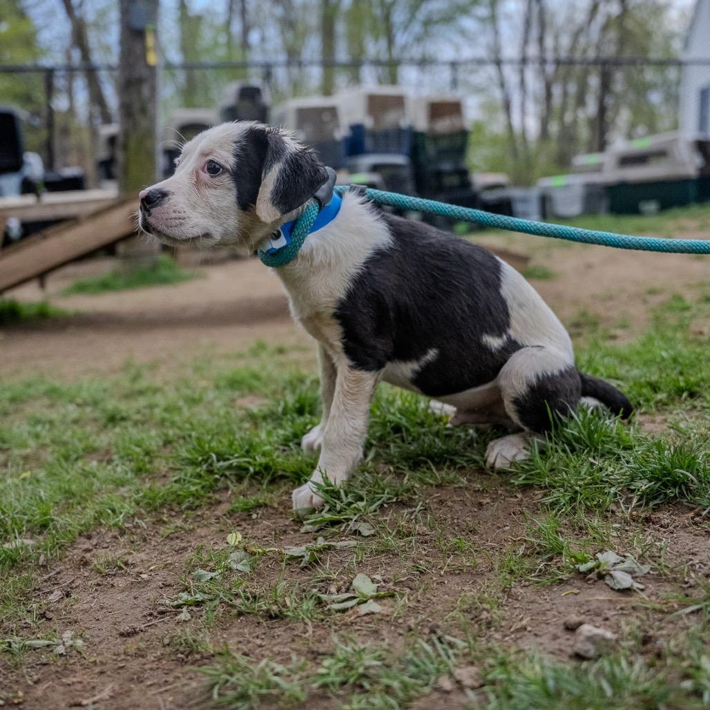 Enlarge Rolls, a Adoptable mixed breed in Pawling, NY image 2/6