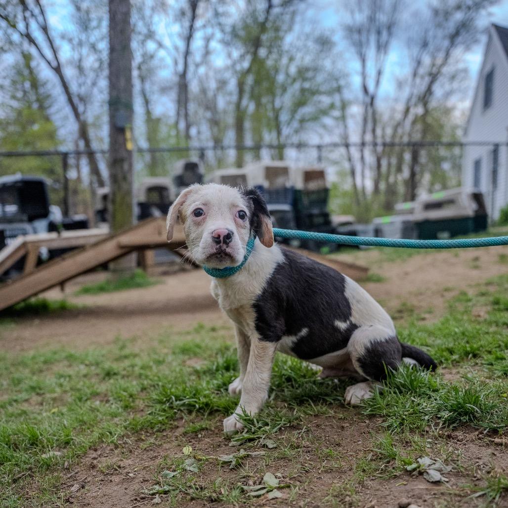 Enlarge Rolls, a Adoptable mixed breed in Pawling, NY image 3/6