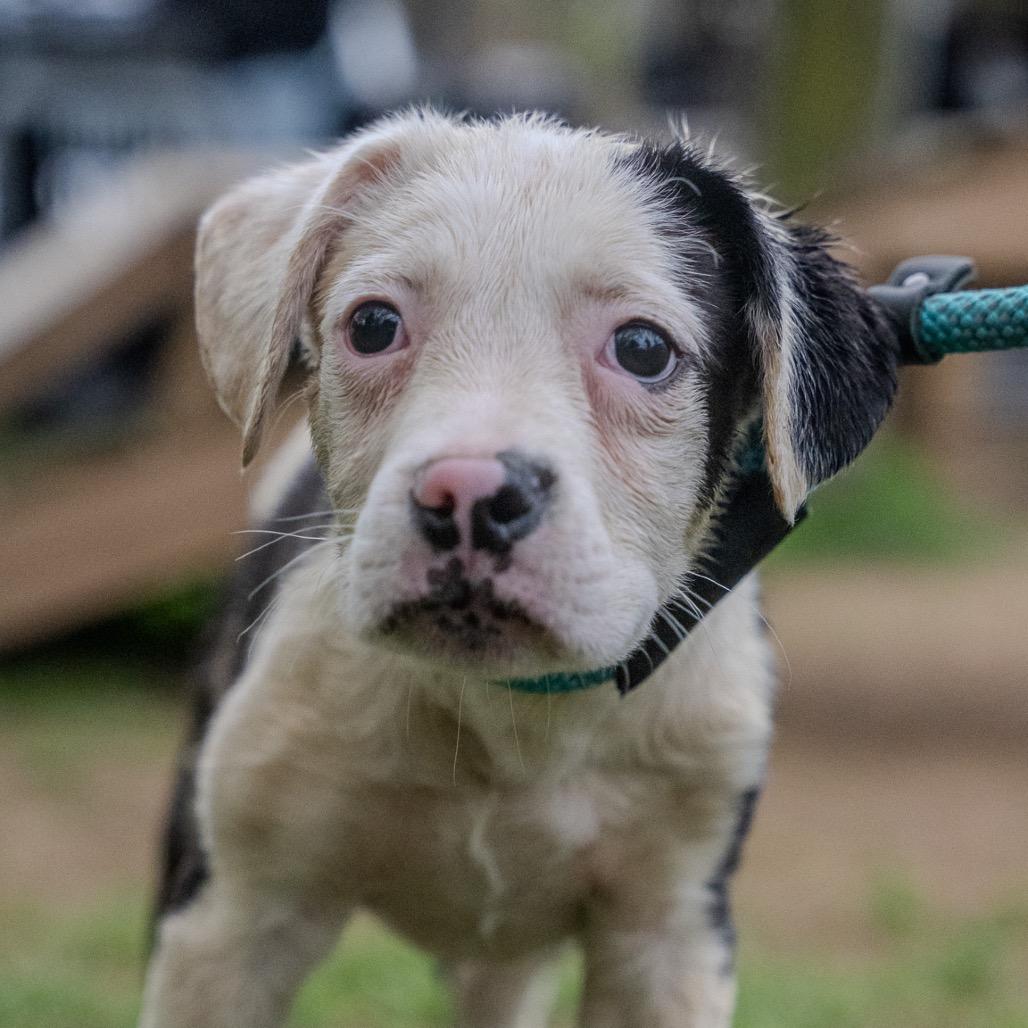 Enlarge Rolls, a Adoptable mixed breed in Pawling, NY image 4/6