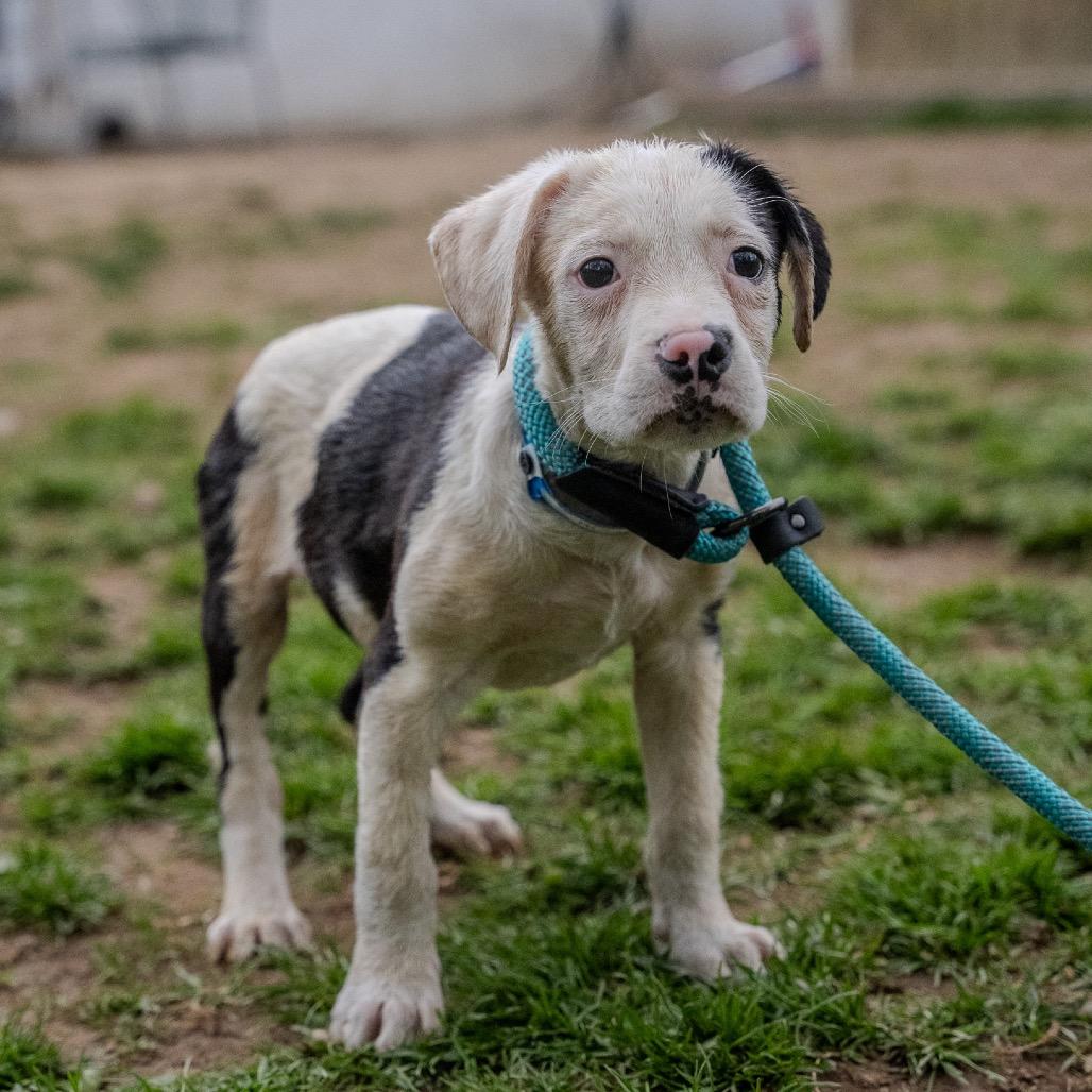 Enlarge Rolls, a Adoptable mixed breed in Pawling, NY image 5/6