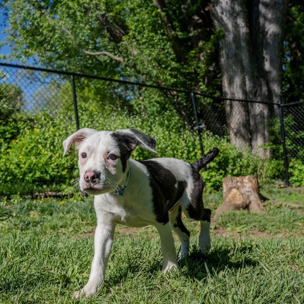 Enlarge Rolls, a Adoptable mixed breed in Pawling, NY image 6/6