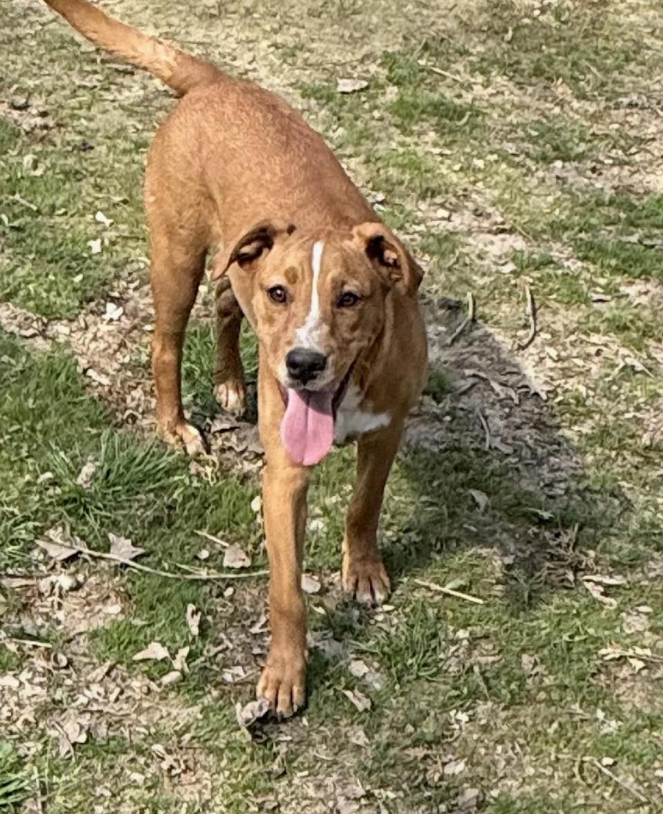 Enlarge Gail , a ADOPTABLE Mixed Breed in Northwood, NH image 2/5