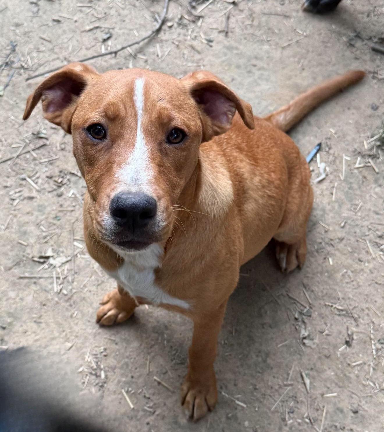 Gail , ADOPTABLE, Puppy Female Mixed Breed.