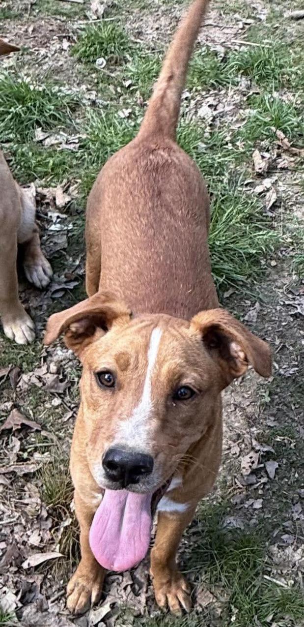 Enlarge Gail , a ADOPTABLE Mixed Breed in Northwood, NH image 5/5